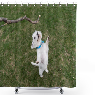 Personality  West Highland White Terrier Playing Outside With A Stick Shower Curtains