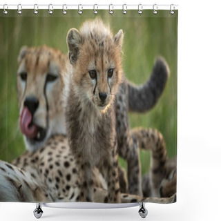 Personality  Cheetah Cub Climbs Over Mother In Grass Shower Curtains
