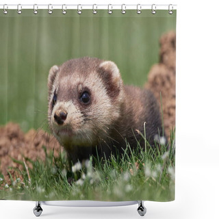 Personality  Steppe Weasels Or Masked Polecats (Mustela Eversmanii) In Natural Habitat, Dobrogea, Romania Shower Curtains