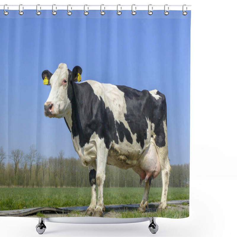 Personality  Black And White Cow With Big Full Udders. Shower Curtains