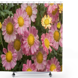Personality  Marguerite Daisy 'Angelic Sweets' In Bloom. Shower Curtains