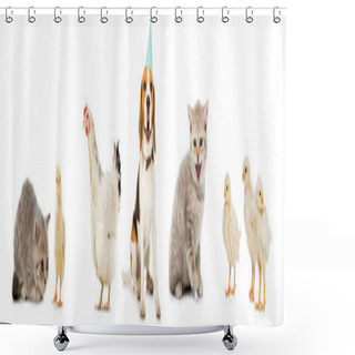 Personality  Collage Of Dog And Cat, Chickens And Hen Isolated On White Shower Curtains
