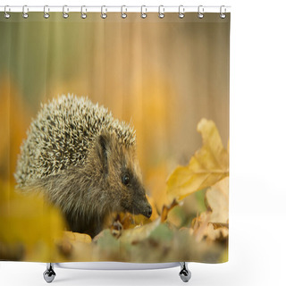 Personality  European Hedgehog In Autumn Leaves Shower Curtains