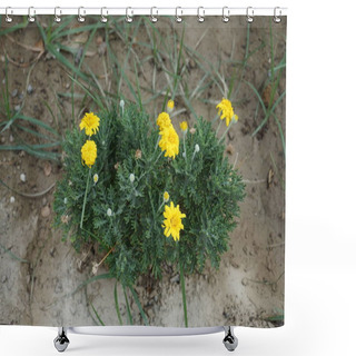 Personality  Argyranthemum Frutescens Blooms With Yellow Flowers In August In The Garden. Argyranthemum Frutescens, Paris Daisy, Marguerite Or Marguerite Daisy, Is A Perennial Plant Known For Its Flowers. Rhodes Island, Greece Shower Curtains