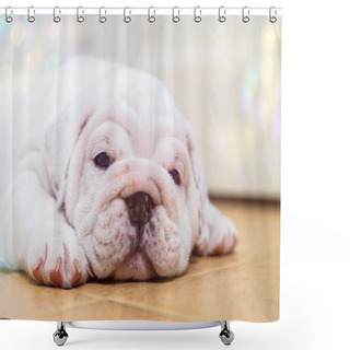Personality  English Bulldog Lying On Color Background. Close-up Photo.white Puppy Sleeping . Shower Curtains