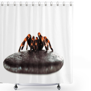 Personality  Black And Red Hairy Spider On Wet Stone Isolated On White Shower Curtains