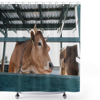 Personality  Brown Domestic Cow Standing In Stall At Farm Shower Curtains