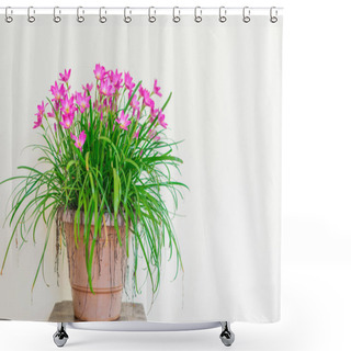 Personality  Pink Colored Rain Lily Planted In The Pot With White Yellow Colored Wall. Rainy Lilies Blooming During Rainy Season. Shower Curtains