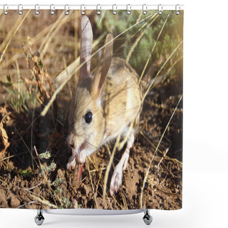 Personality  Cute Little Animal Jerboa - Rodent Mammal Living In The Steppes Shower Curtains