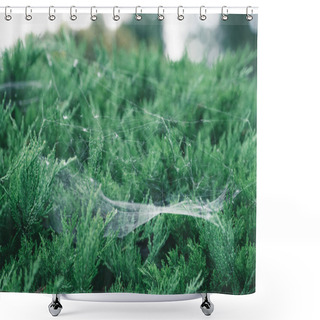 Personality  Close-up Shot Of Fir Branches Covered With Spider Web Shower Curtains