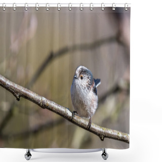 Personality  Long-tailed Tit Perching On A Twig Shower Curtains