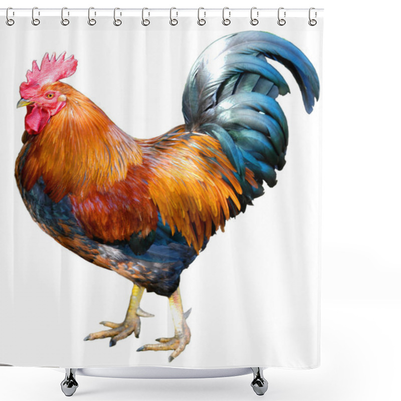 Personality  Magnificent rooster shower curtains