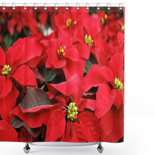 Personality  Poinsettia Shower Curtains