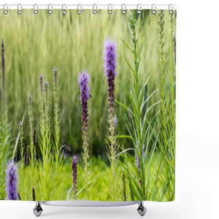 Personality  Selective Focus Of Blooming Purple Lupines In Summer Shower Curtains