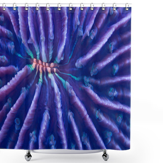 Personality  Plate Coral Shower Curtains