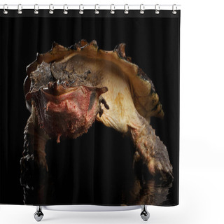 Personality  Mata Mata Turtle, Chelus Fimbriata On Isolated Black Background Shower Curtains