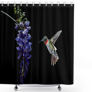 Personality  Hummingbird Feeding From Acacia Flower Shower Curtains
