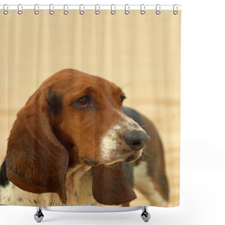 Personality  Basset Hound Dog Portrait Shower Curtains