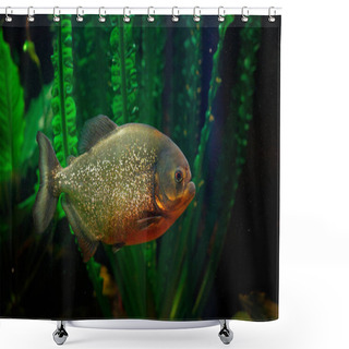 Personality  Red-bellied Piranha, Pygocentrus Altus, Danger Fish In The Water With Green Water Vegetation. Floating Predatory Animal In Nature River Habitat, Amazon, Brazil.  Shower Curtains