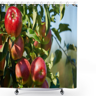 Personality  Fresh Red Apples On A Tree Shower Curtains
