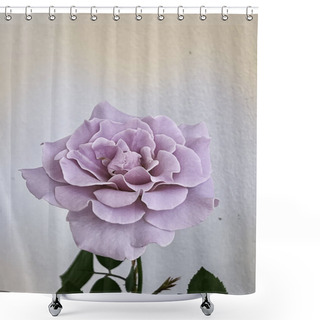 Personality  Blooming Eternal Rose Species,purple Lavender Color Petals,sign Of Romance Love,beautiful Flower Plant,blurry Light Around Shower Curtains