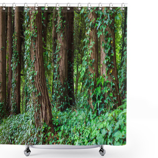Personality  Big Trees With Ivy Lianas In Forest Shower Curtains