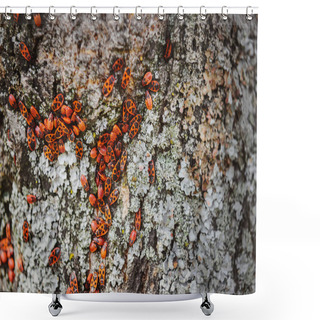 Personality  Full Frame Image Of Tree Trunk With Colony Of Firebugs  Shower Curtains