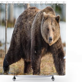 Personality  Brown Bear On Snow-covered Swamp Shower Curtains