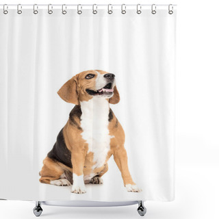 Personality  Funny Beagle Dog Shower Curtains