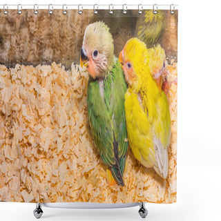 Personality  Baby Yellow Lovebird  Shower Curtains