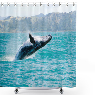 Personality  Humpback Whale Jumping Out Of The Water Shower Curtains