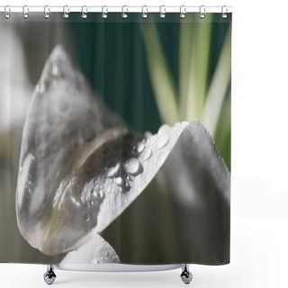 Personality  Close Up View Of White Petal Of Lily Flower With Water Drops Shower Curtains