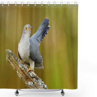 Personality  Close Up View Of Common Cuckoo In Natural Habitat Shower Curtains