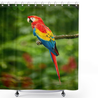 Personality  Red Parrot (Macaw Parrot) Fly In Dark Green Vegetation. Scarlet Macaw, Ara Macao, In Tropical Forest, Costa Rica. Red Bird In The Forest. Parrot Flight. Wildlife Scene From Tropic Nature. Shower Curtains