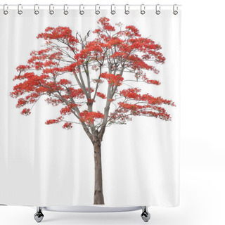 Personality  Red Flamboyant Royal Poinciana Flower Blossoming Tree Isolated On White Background For Design Work Shower Curtains