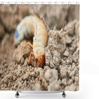 Personality  The Larvae Of The May Beetle Shower Curtains