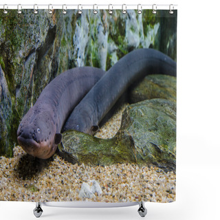 Personality  Electric Eel In Aqua Shower Curtains