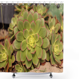 Personality  Succulent Echeveria Pulidonis  Shower Curtains