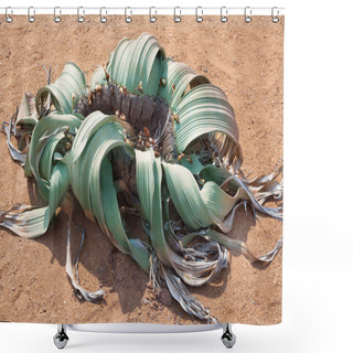 Personality  Big Beautiful Blooming Flower Welwitschia Mirabilis On Yellow Sand Of Namib Desert Background Top View Close Up, Ancient Endemic Desert Plant Of Namibia And Angola, Southern Africa Shower Curtains