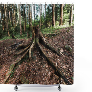Personality  Chopped Tree With Roots Near Plants In Woods  Shower Curtains
