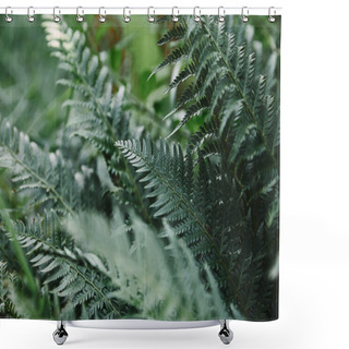 Personality  Selective Focus Of Green Ferns Leaves In Garden Shower Curtains