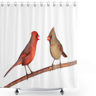 Personality  Two Cardinals With A Whole Safflower Seeds In Their Beak Shower Curtains