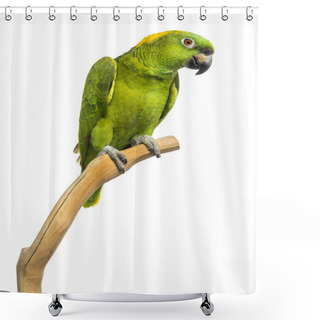 Personality  Yellow-naped Parrot (6 Years Old) Perched On A Branch, Isolated  Shower Curtains