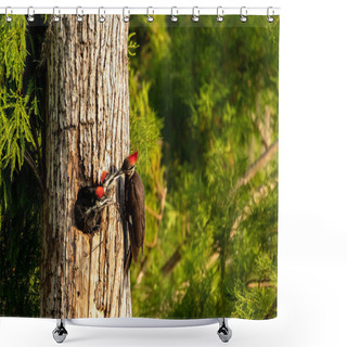 Personality  Adult Pileated Woodpecker Hylatomus Pileatus Feeds Its Chick As It Peeks Out Of Its Nest Hole In A Naples, Florida Tree. Shower Curtains