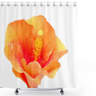 Personality  Unusual Orange And Red Hibiscus Rosa-sinensis Aka Chinese Hibiscus Isolated On White Background Shower Curtains