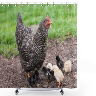 Personality  Hen And Chicks Shower Curtains
