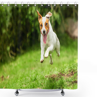 Personality  Jack Russell Parson Terrier Dog Shower Curtains