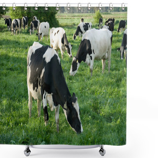 Personality  Holstein Friesian Cows Shower Curtains
