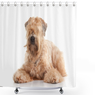 Personality  Dog. Irish Soft Coated Wheaten Terrier Shower Curtains