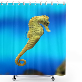 Personality  Yellow Sea-horse Shower Curtains